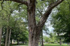 Danforth Village - Neighbourhood Guide