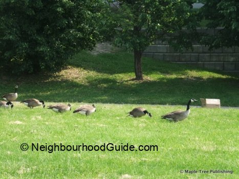 Toronto-Neighbourhood-Guide-Elia-Overview2 Toronto-Neighbourhood-Guide-Elia-Overview2