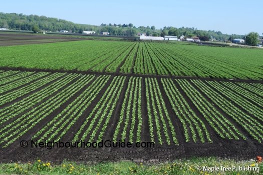 Toronto-Neighbourhood-Guide-Rural-King4