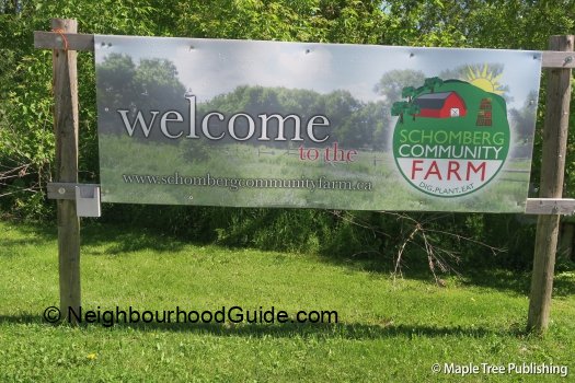 Toronto-Neighbourhood-Guide-Schomberg6 Toronto-Neighbourhood-Guide-Schomberg6