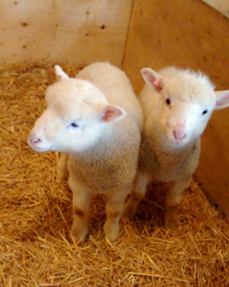 2021 easter event pic 768x960