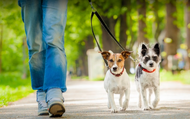 Dog Walking in Vancouver BC 768x479
