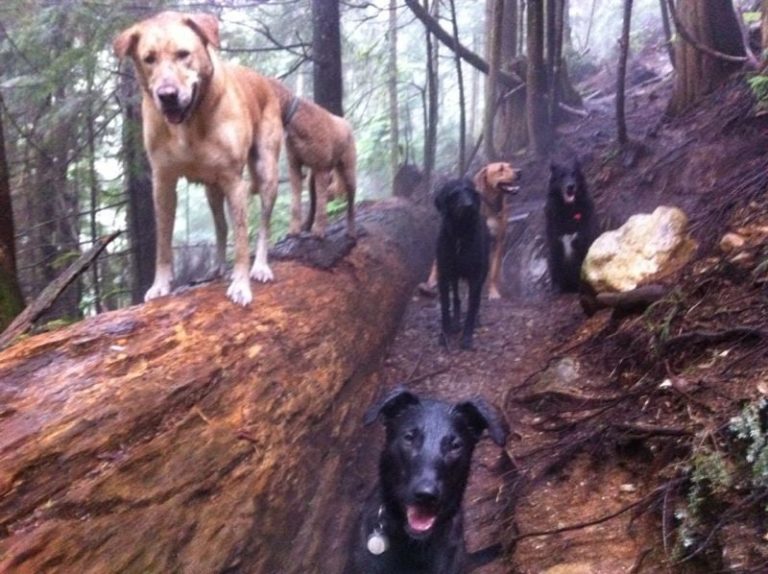 Hiking up Vancouver Trails with Dogs 768x574