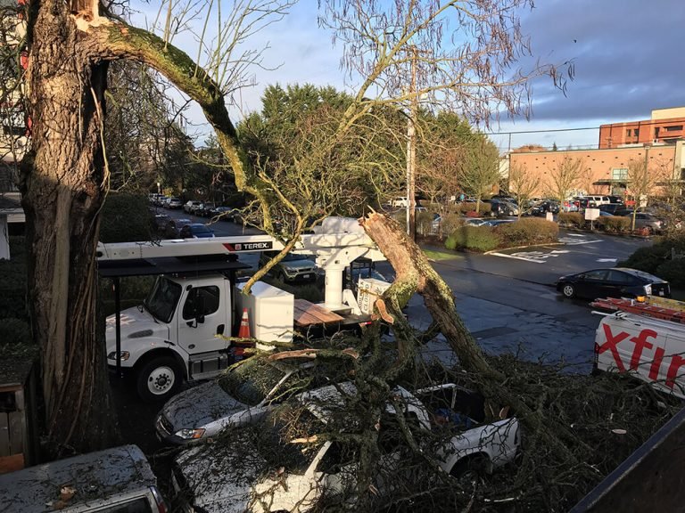 huge tree removal scarborough 768x576