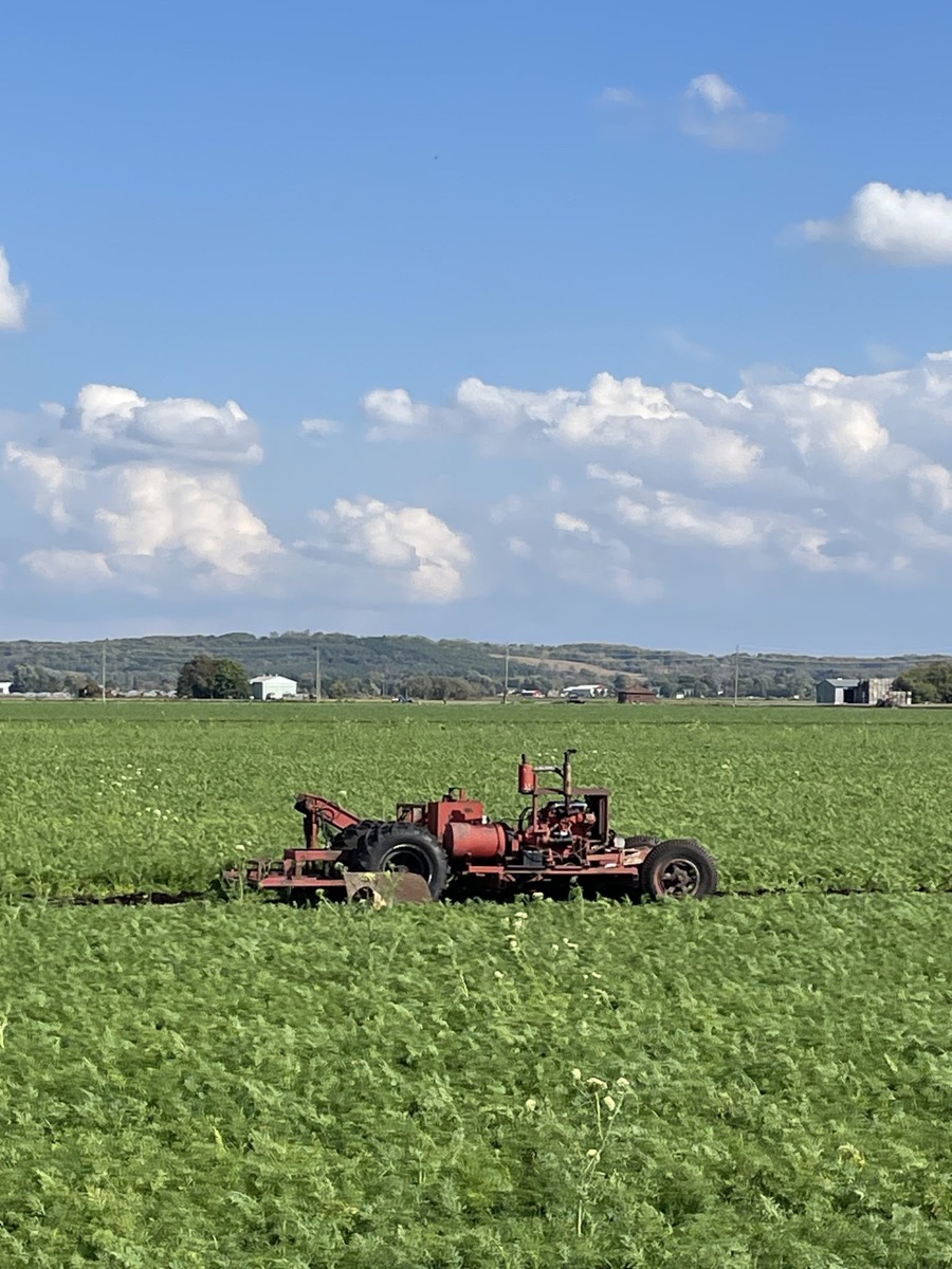 Neighbourhood Guide Visited The Holland Marsh Neighbourhood Guide